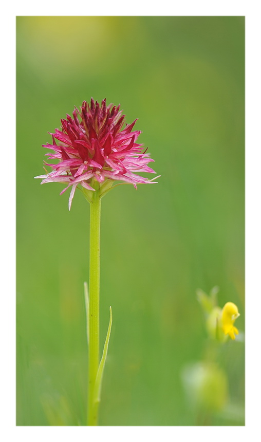 Orchidee Venete 2016 - 11