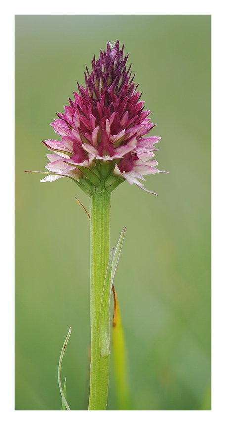 Orchidee Venete 2016 - 11
