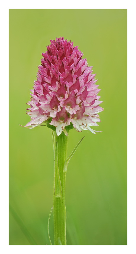Orchidee Venete 2016 - 11