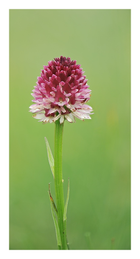 Orchidee Venete 2016 - 11