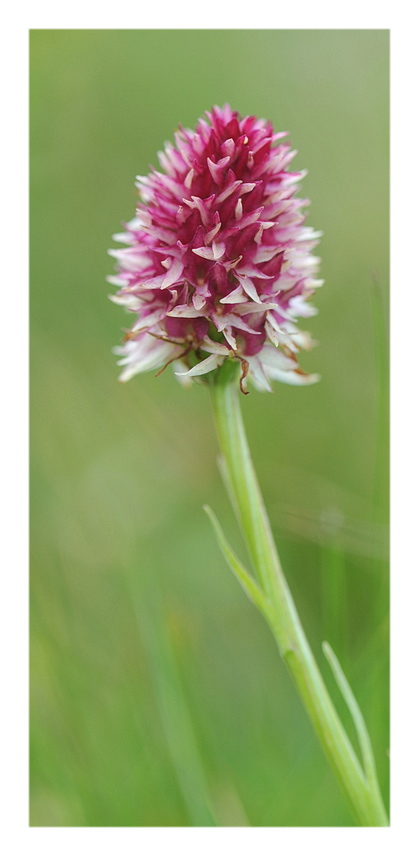 Orchidee Venete 2016 - 11