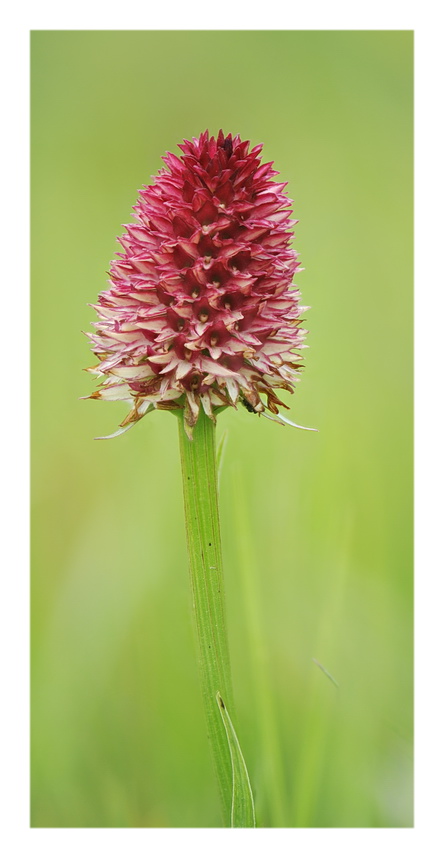 Orchidee Venete 2016 - 11