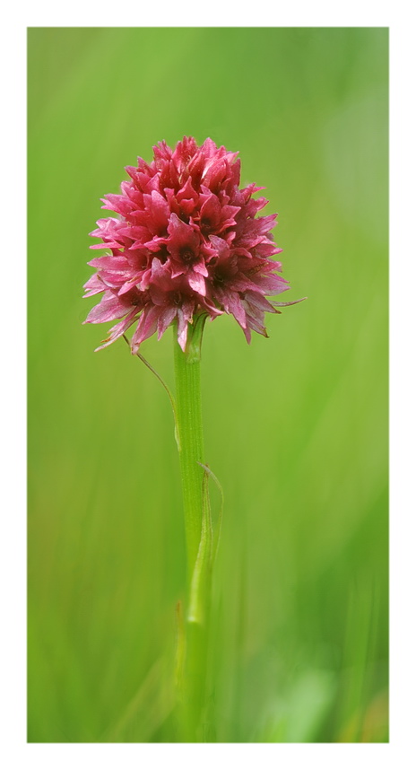 Orchidee Venete 2016 - 11