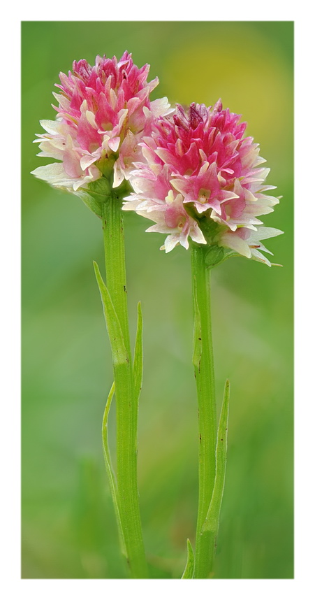 Orchidee Venete 2016 - 11