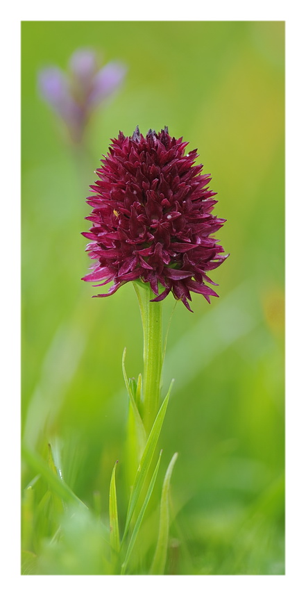 Orchidee Venete 2016 - 11