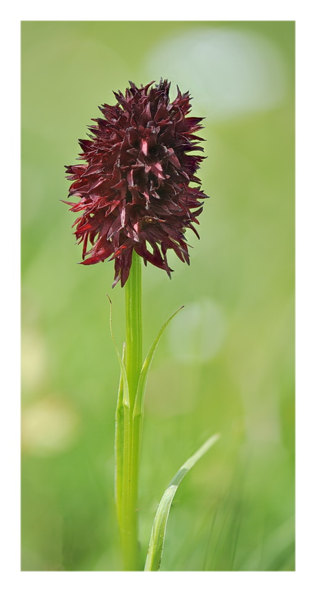 Orchidee Venete 2016 - 11