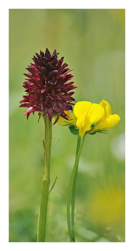 Orchidee Venete 2016 - 11