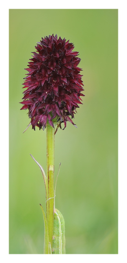 Orchidee Venete 2016 - 11