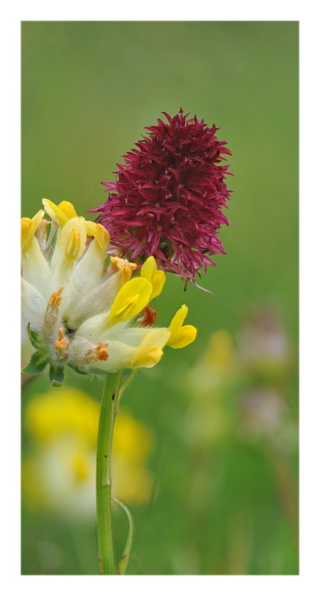 Orchidee Venete 2016 - 11