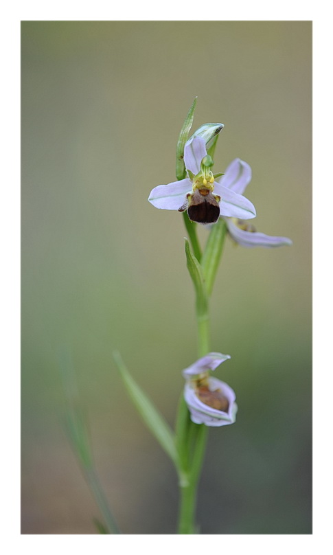 Orchidee Venete 2013 - 6
