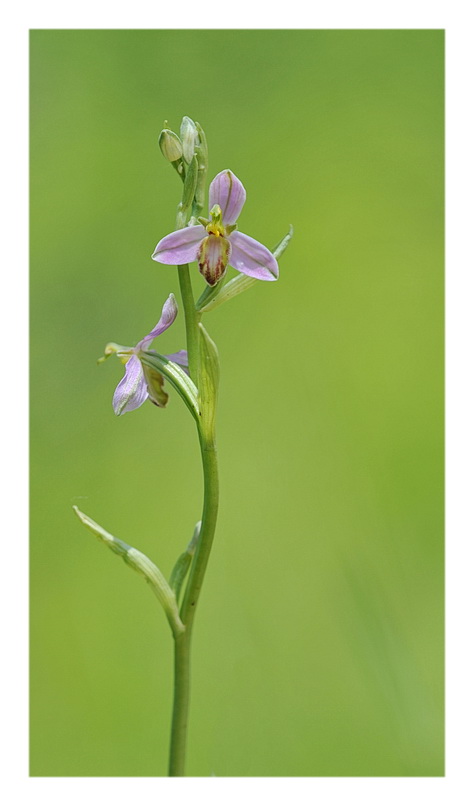 Orchidee Venete 2013 - 6