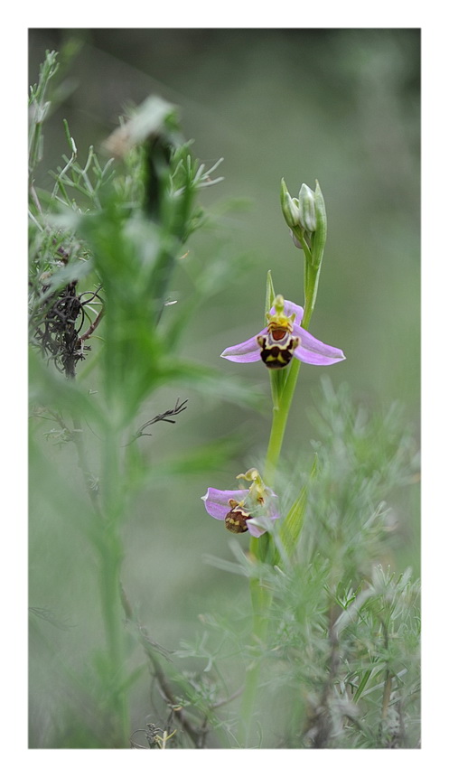 Orchidee Venete 2014 - 7