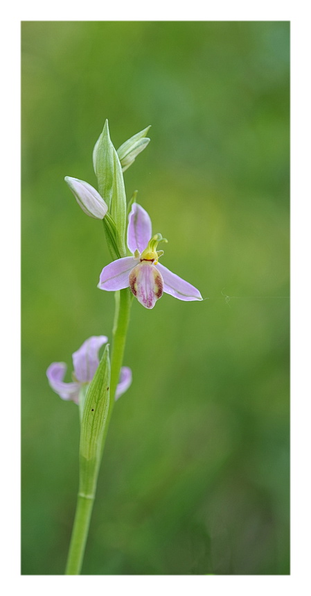 Orchidee Venete 2014 - 7