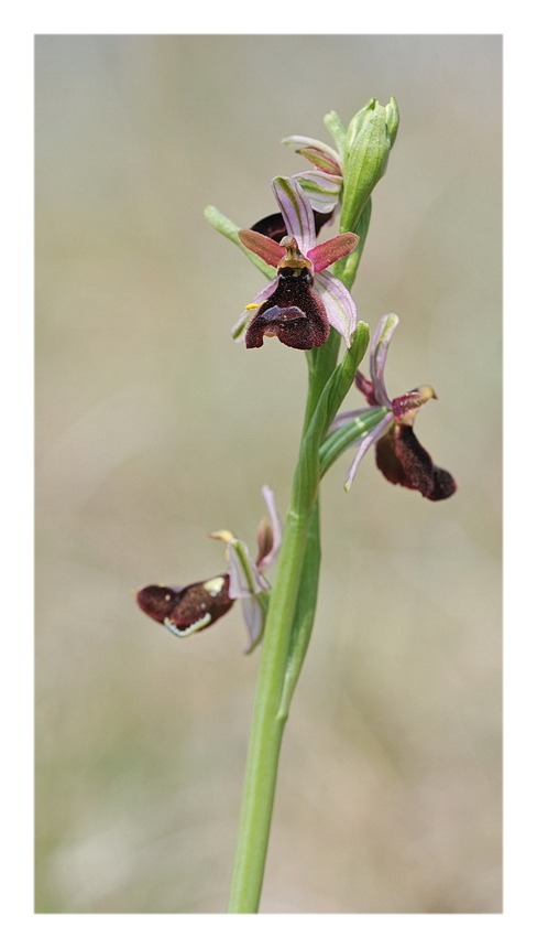 Orchidee Venete 2014 - 7