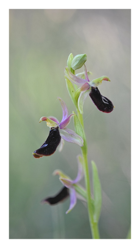 Orchidee Venete 2014 - 7