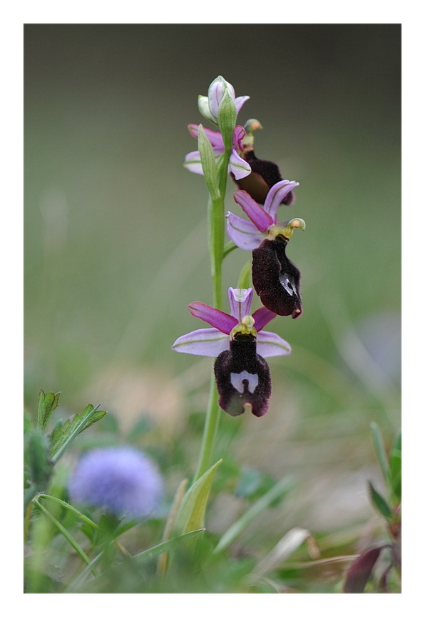 ORCHIDEE VENETE 2015 - 6