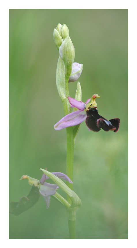 Orchidee Venete 2016 - 14