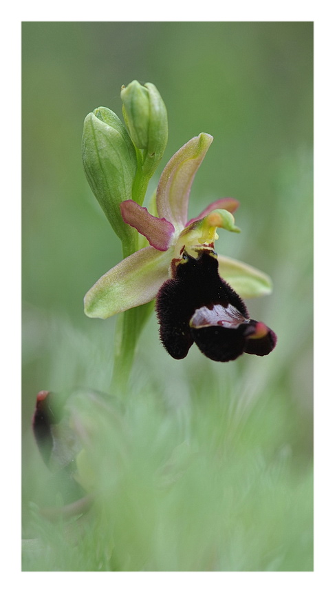 Ophrys pseudobertolonii o O. baldensis?