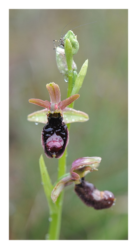 Ophrys pseudobertolonii o O. baldensis?