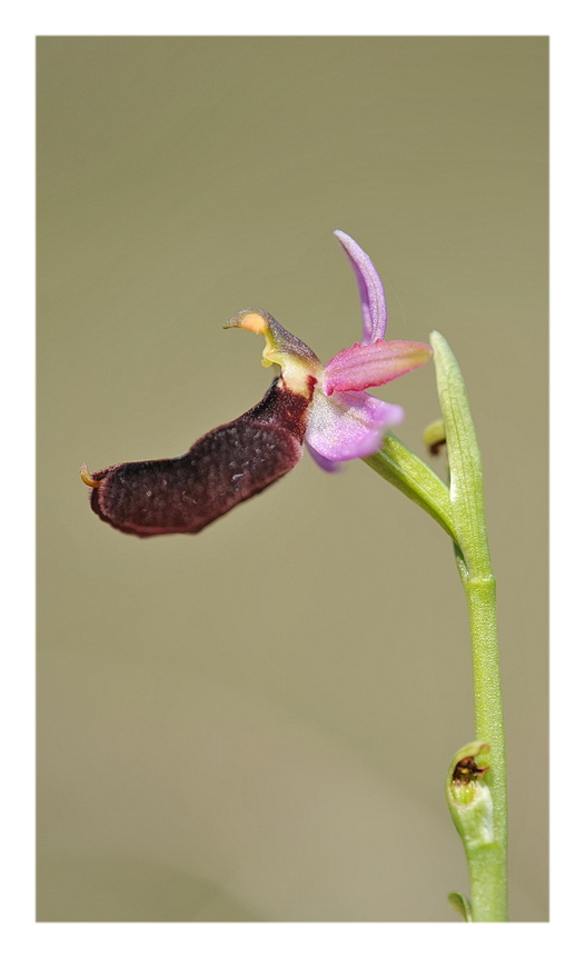 Orchidee Venete 2014 - 7