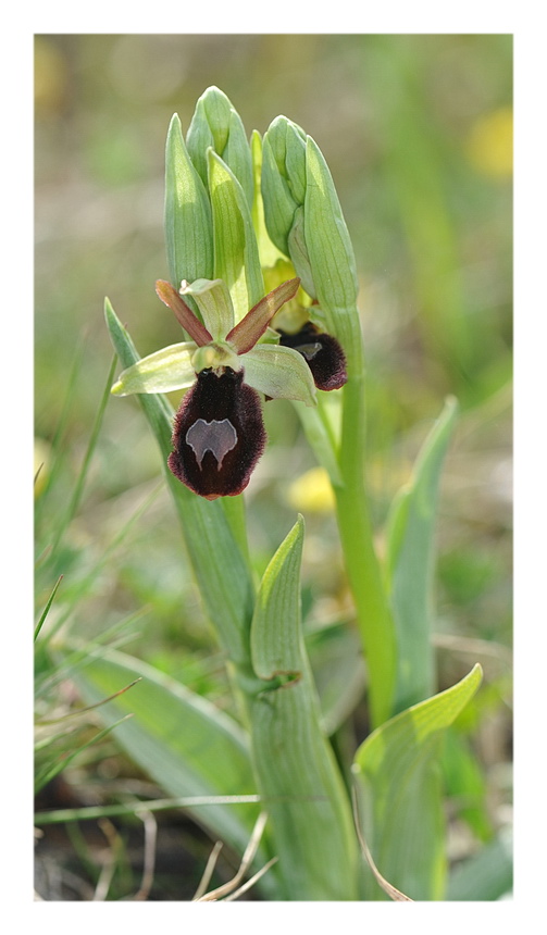 Ophrys pseudobertolonii o O. baldensis?