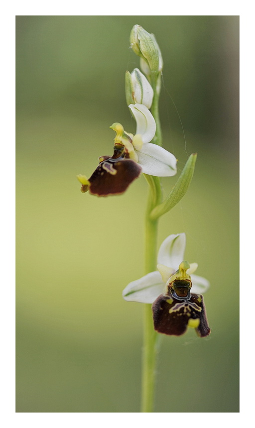 Orchidee Venete 2014 - 7