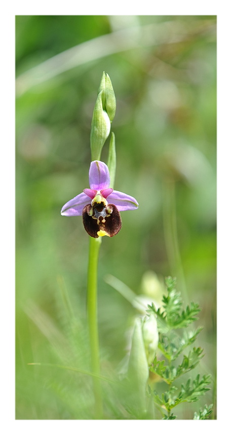 Orchidee Venete 2014 - 7