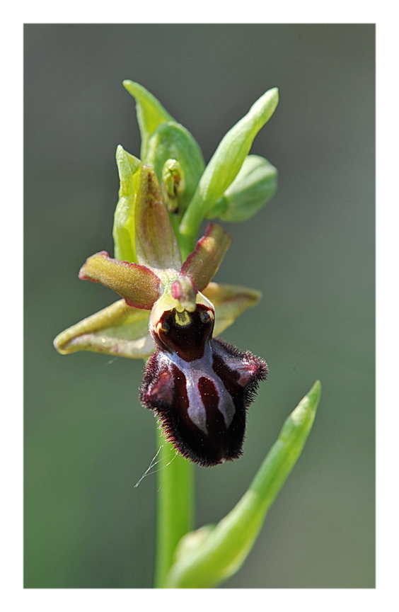Orchidee Venete 2014 - 7
