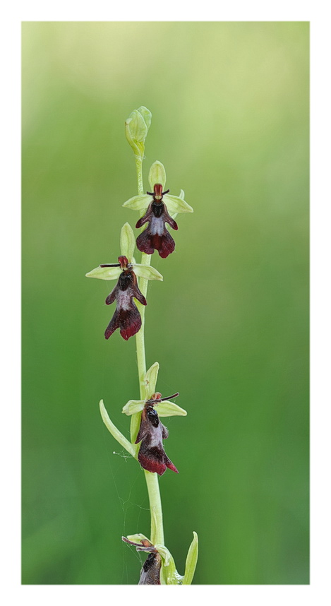 Orchidee Venete 2014 - 7