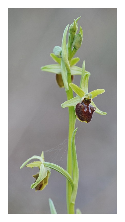 Orchidee Venete 2014 - 7
