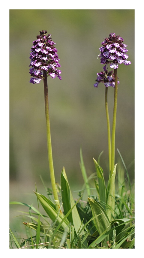ORCHIDEE VENETE 2015 - 7