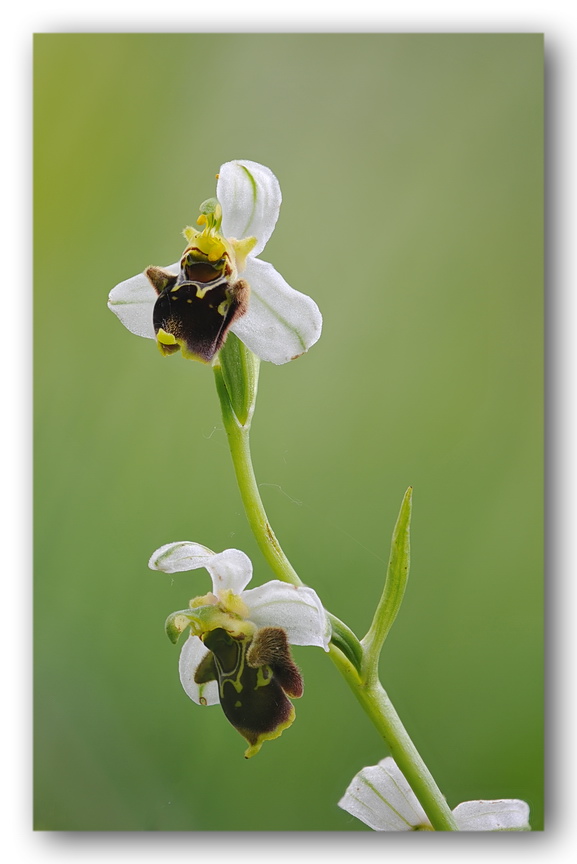 Ophrys tetraloniae, Epipactis muelleri e altro