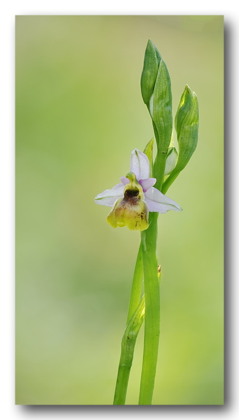 Lusus e variazioni cromatiche di Ophrys tetraloniae