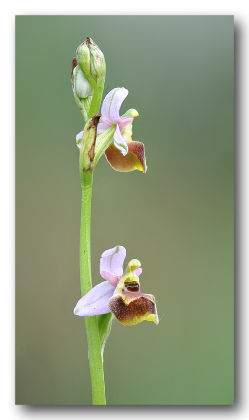 Lusus e variazioni cromatiche di Ophrys tetraloniae