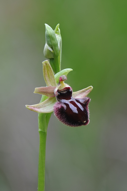 Ophrys incubacea?