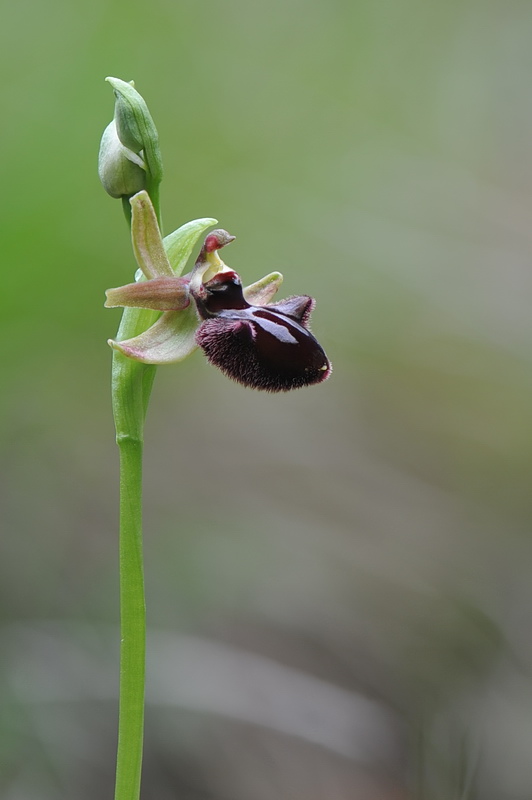 Ophrys incubacea?