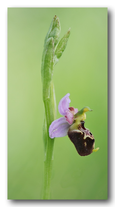 Lusus e variazioni cromatiche di Ophrys tetraloniae