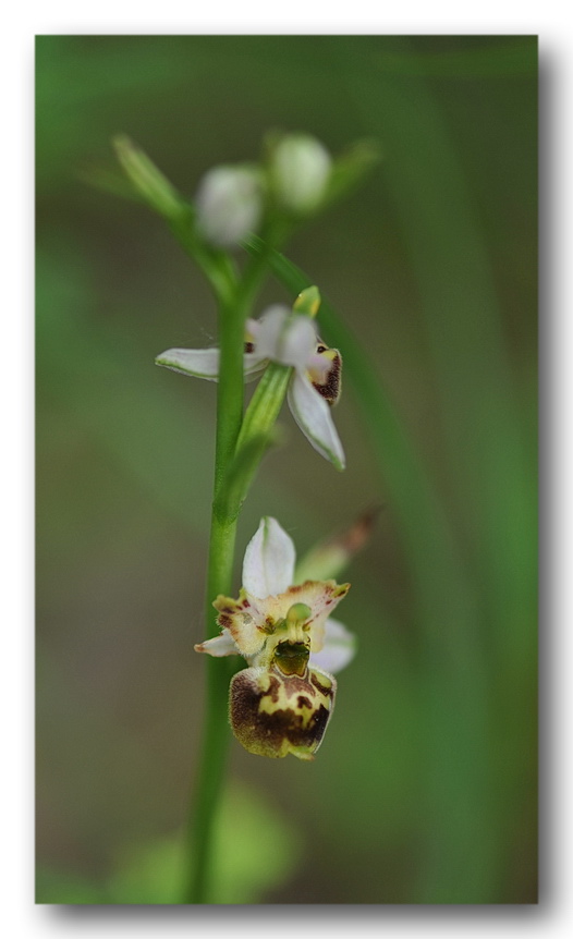 Lusus e variazioni cromatiche di Ophrys tetraloniae
