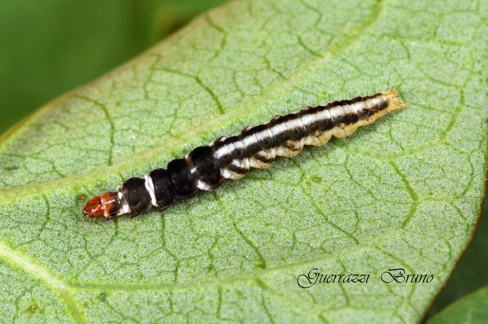 Helcystogramma triannulella