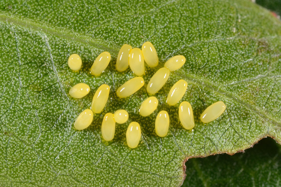 Plagiodera versicolora (Chrysomelidae)