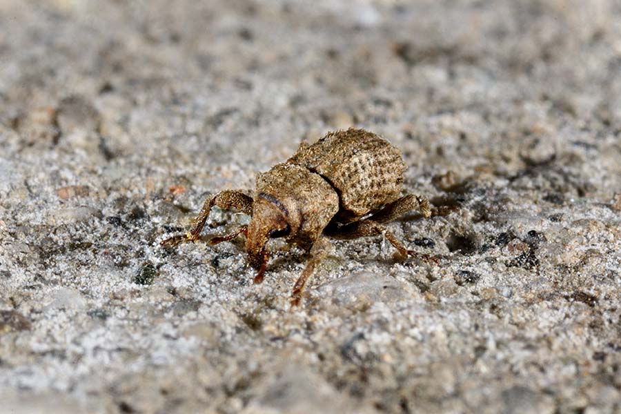 Id. curculionide
