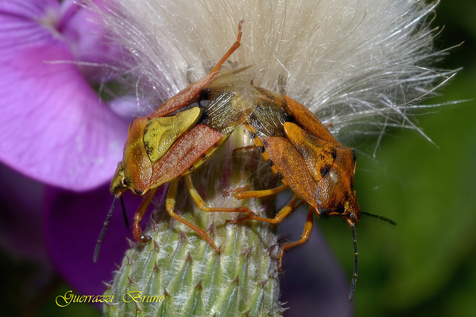 Pentatomidae: Carpocoris pudicus della Toscana (PI)