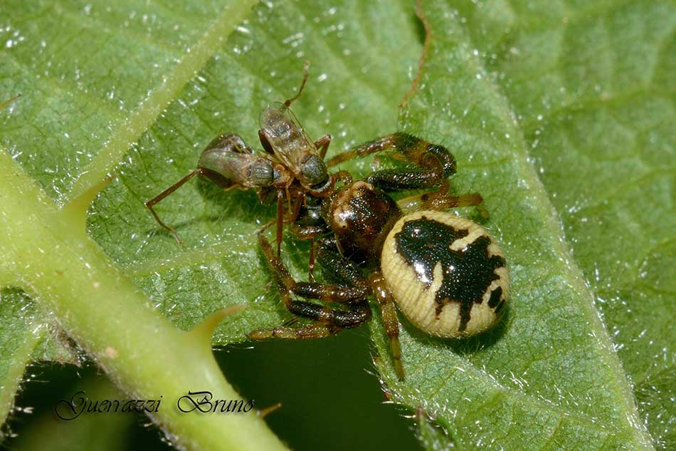 Moschine opportuniste - Milichiidae, Desmometopa sp.