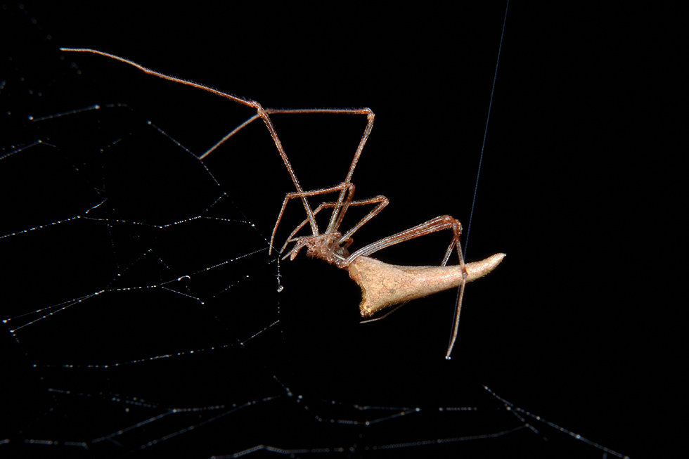 Romphaea sp. con preda (Araneidae) - Cascina (PI)