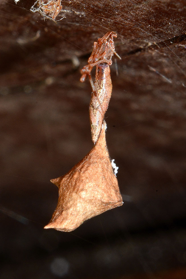 Rhomphaea con ovisacco - Cascina (PI)