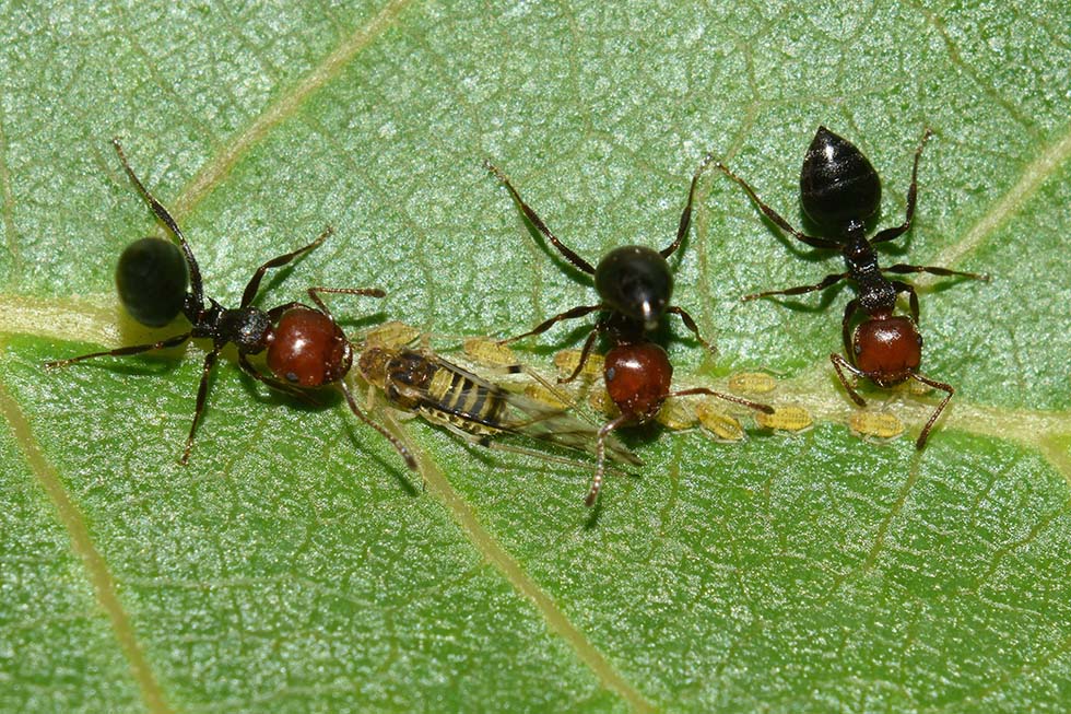 Panaphis juglandis con Crematogaster scutellaris