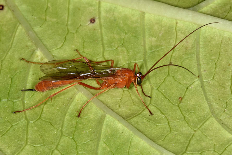 Netelia sp. (Ichneumonidae Tryphoninae)
