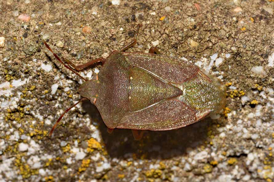 Differenza di colore in  Nezara viridula:  normale?  S !