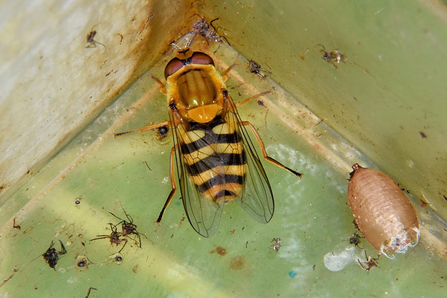 Larva di Syrphidae Syrphinae:  Syrphus ribesii femmina