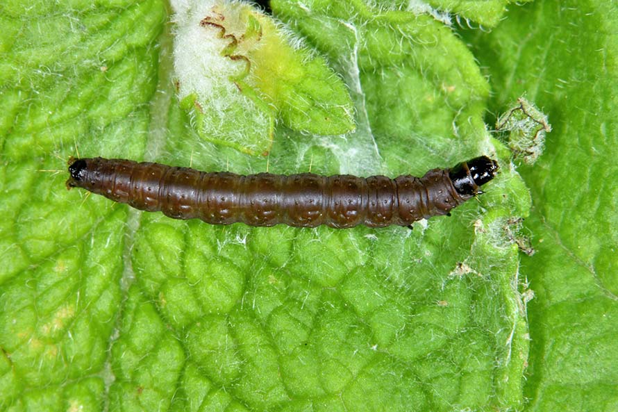 Celypha lacunana bruco crisalide e adulto